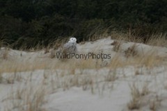Snowy Owl Photo, Pick One Image – Various Sizes