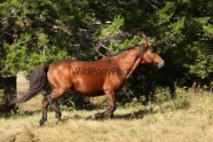 Chincoteague Pony Photo -Stallion – Hoppy – Pick One Image -Various Sizes