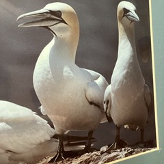 VTG 1982 Art Photography “Gannets Three” Sea Birds Matted Signed Beach Decor