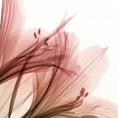 48W»x30H» ALSTROMERIA by STEVEN MEYERS – X-RAY FLORAL FLOWERS SEE THROUGH CANVAS