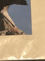 American Bald Eagle Preening – Matted for 11″ x 14″ Signed David Z Guy