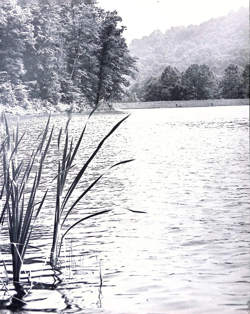 Vintage Art Board Photograph Serene Lake View with Lush Green Forest Backdrop