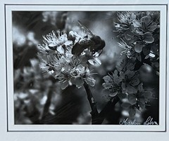Bee on flowers black & white photograph signed matted 11 x 14 inch