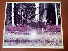 Signed THASE DANIEL photograph framed MOOSE nature beautiful