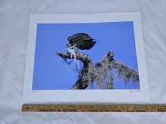 RARE John B. Spohrer, Jr. Signed Osprey Catfish Print Florida’s Forgotten Coast
