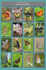 Butterflies of Texas Poster Hi-Res 13X19 A3+ Butterfly Insects Lepidoptera