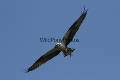 Osprey Photo, Pick One Image – Various Sizes