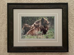 Thomas Mangelsen Grizzy Comfort Numbered Framed Picture