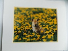 COYOTE PUP MONTANA PHOTOGRAPH BY WARREN MAGILL LIMITED EDITION 20″ X 16″