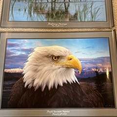 Lot Of 3 Kjell B Sandved Photograph Posters Bald Eagle Wild Horses Penguins