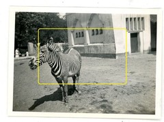 17 photos zoo zoological garden Berlin 1933 lions elephants leopards walrus
