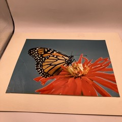 VTG Matted Butterfly On Flower Original Photo 11 X 14 Art Gallery Wall Decor