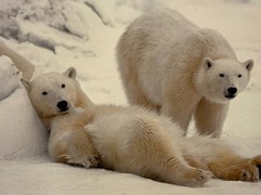 Thomas Mangelsen «Bad Boys of the Arctic» Polar Bears 714/3500 30″x45″ Signed