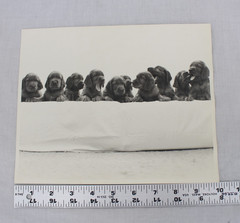 Vintage Puppies Black and White Photograph 8×10 Dog Litter Cute Wall Art Decor