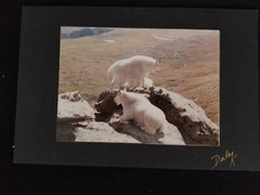 Mountain Goats Photograph by Dale K: Signed by Photographer on Mounted on Board