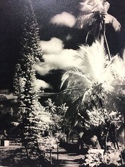 Orig. 1960’s Photograph PATA «Palms & Huts» New Calcedonia 11.5″ x 9.75″