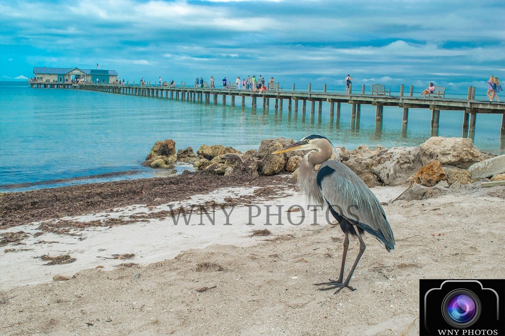 18×24 Photography Print Anna Maria Island City Pier- Florida Heron Wall Art