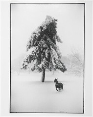 Garry WINOGRAND: Dog in Snow, New York City, 1968 / Ptd 1978 / GWHK-15 / SIGNED