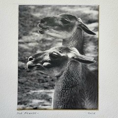 Art Photograph Two Llamas «Old Friends» Signed Rose Arizona Wildlife Photography