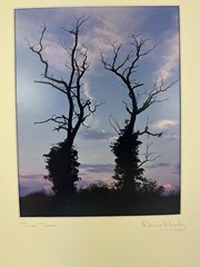 Patricia McGrady Photography – “Two Trees” – Gorgeous Art