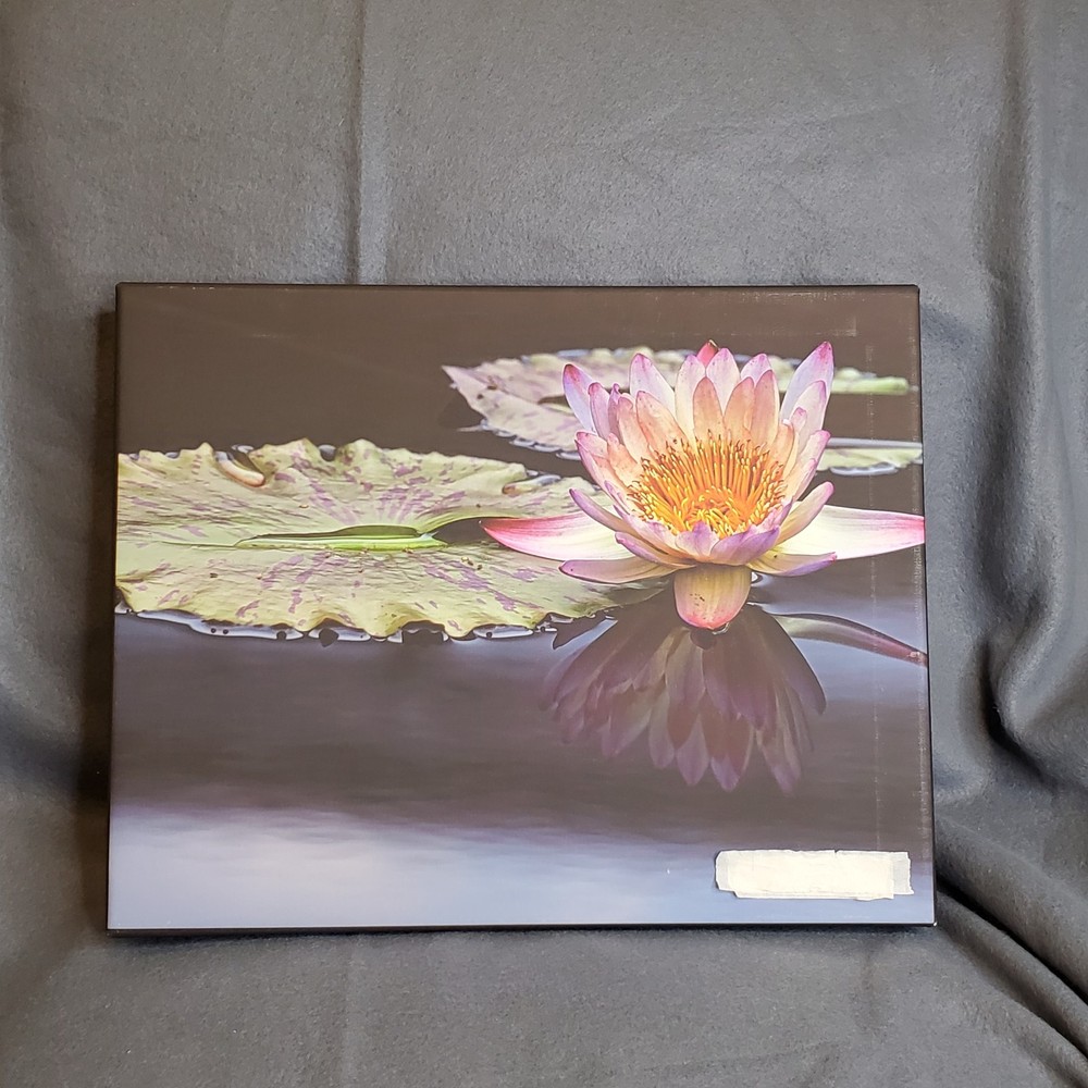 Waterlily Floating At Peace Canvas Original Prints 11X14