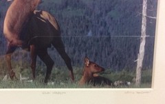 Elk Harem Framed Number 9/500 Photo Print Signed Willie Holdman FoundArtShop