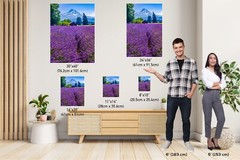 Serenity Blooms: Mt Hood Lavender Fields Wall Art Portrait Metal Canvas Print