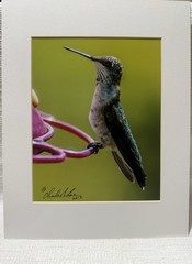 2013-Chas.J.Moore Photo.-S.C.-Hummingbird-11X14 Matted Photo Art Print + BONUS