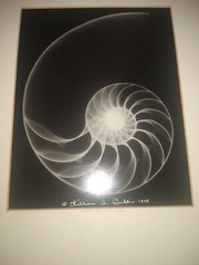 William A. Conklin X-Ray & Color Photo Diptych Chambered Nautilus