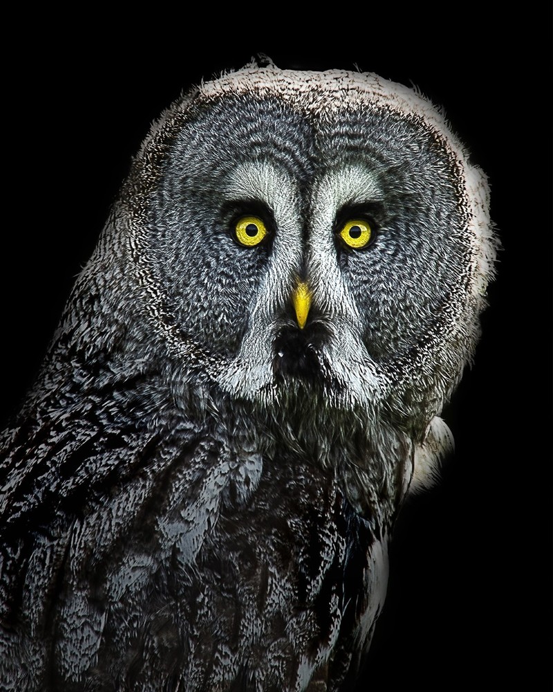 Great Grey Owl 8×10 8″x10″ Photograph Print #2