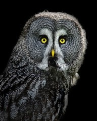 Great Grey Owl 8×10 8″x10″ Photograph Print #2