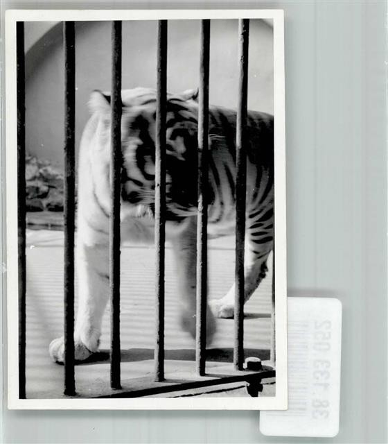 38133052 – 6000 Frankfurt a tiger in his enclosure place according to photographer Koch