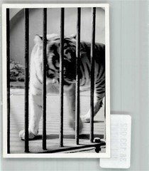 38133052 – 6000 Frankfurt a tiger in his enclosure place according to photographer Koch
