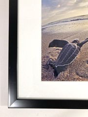 SIGNED Photograph Sea Turtles on Beach Chris Doherty Matted & Framed