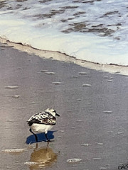 Plover Digital Watercolor Original Photograph 8 X 10 Matted To 11 X 14 – Signed