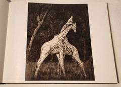 2009 NICK BRANDT ‘A SHADOW FALLS’ SIGNED! 1ST ED! FULL NUMBERLINE ANIMAL PHOTOS