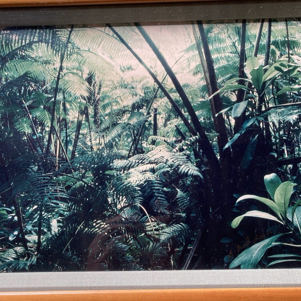 Vintage Hawaiian Rainforest Art Photography