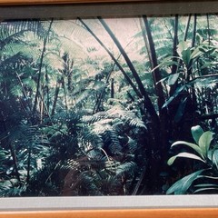 Vintage Hawaiian Rainforest Art Photography