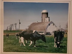 PASTORAL LARGE ORIGINAL SIGNED ART PHOTO COLOR STETTNER VTG MATTE NJ CAMERA
