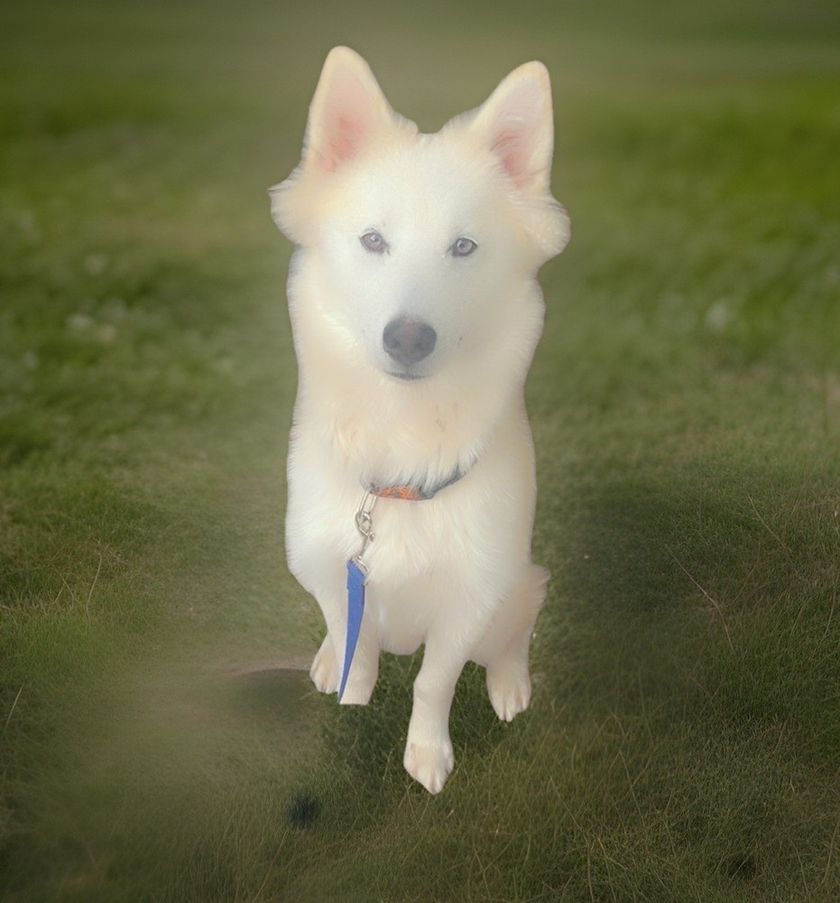 Color Animal Photography Portrait – White Dog Sitting on Grass, Nature Theme