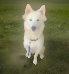 Color Animal Photography Portrait – White Dog Sitting on Grass, Nature Theme