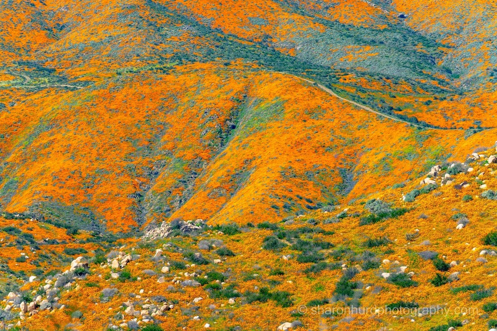 Superbloom photography print California Poppies, photo nature wall decor