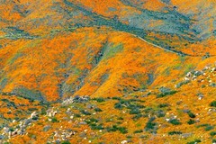 Superbloom photography print California Poppies, photo nature wall decor