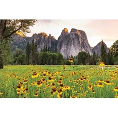 Yosemite Valley Sunflowers, Wildflowers in The Meadows, Yosemite National Park