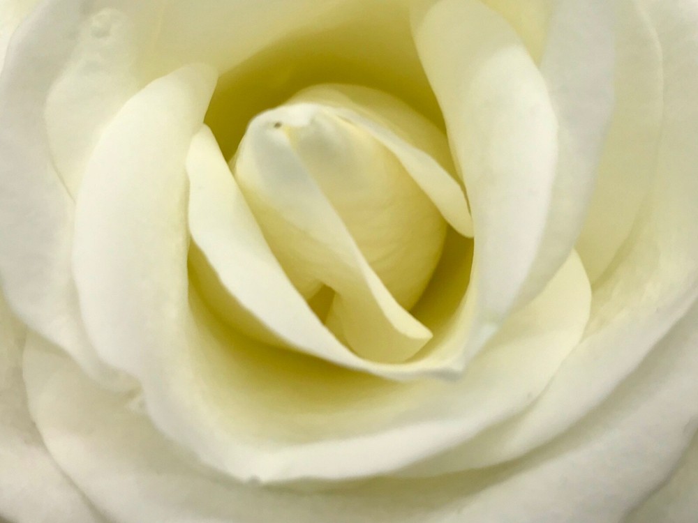 «WHITE ROSE» 4×6 » MATTED PHOTO PRINT, GREAT GIFT…FREE SHIPPING IN USA !!