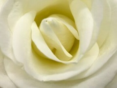 «WHITE ROSE» 4×6 » MATTED PHOTO PRINT, GREAT GIFT…FREE SHIPPING IN USA !!