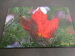Signed Nature Autumn Red Leaf & Pine Photo on Dura Plaq by Doug Blunt 8×10 (A4)