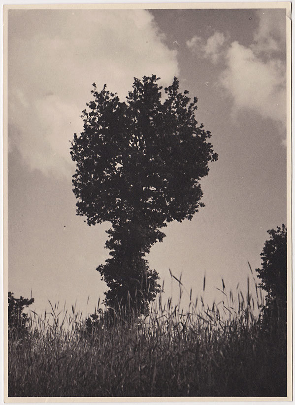 SUPERB Original vintage 1930s lone tree study by Austrian photographer
