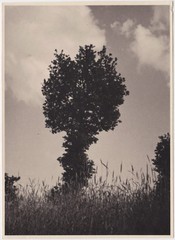 SUPERB Original vintage 1930s lone tree study by Austrian photographer
