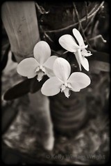 KELLY WILLIAM WRIGHT Original Zen Garden MOTH ORCHID Flower Photo Art 11×8.5 in